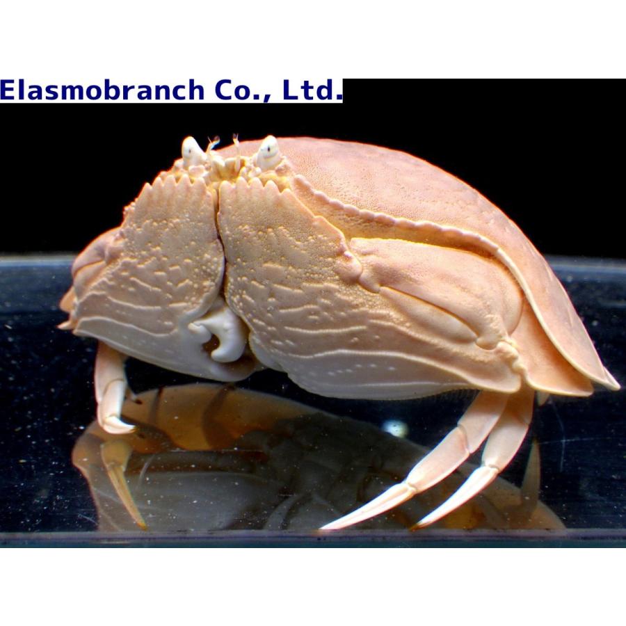 カラッパ科） マルソデカラッパ Calappa calappa （9〜13cm） 1匹