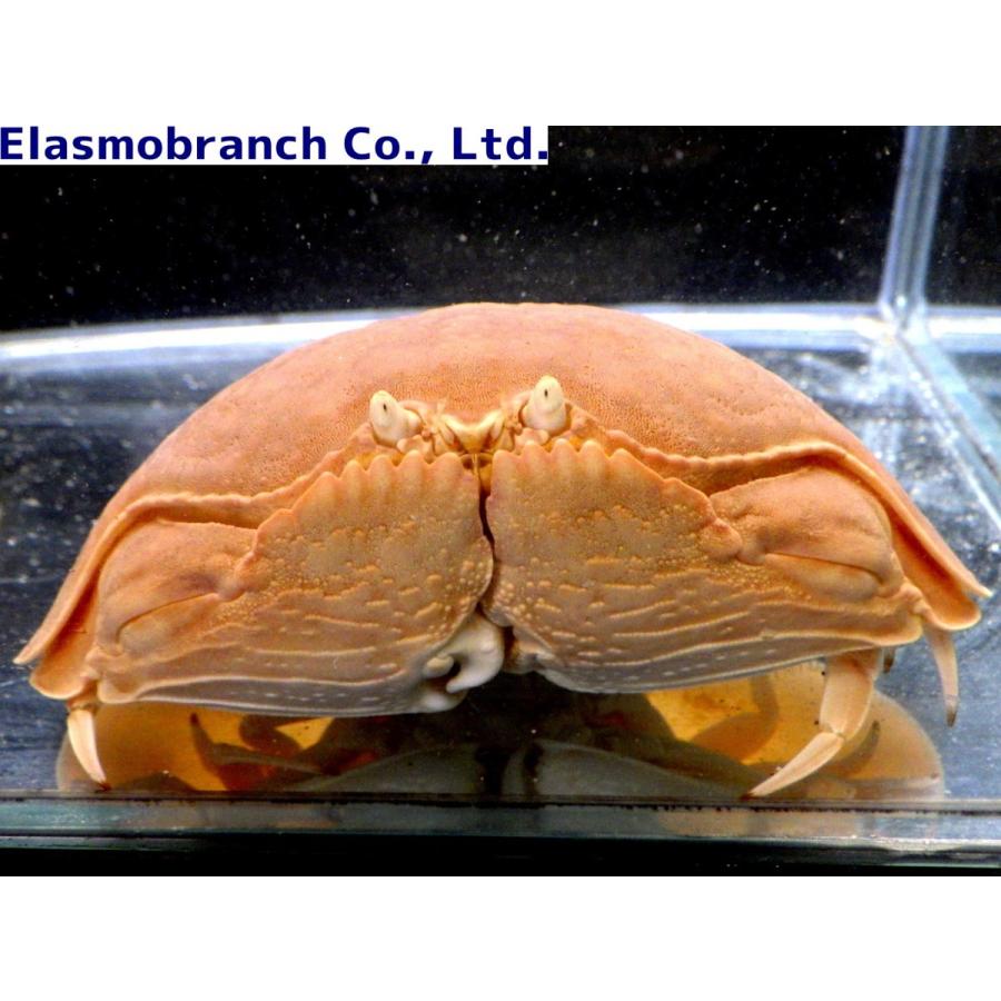 カラッパ科） マルソデカラッパ Calappa calappa （8〜10cm） １匹 :crab-56:アクアハウス魚の道 - 通販 -  Yahoo!ショッピング