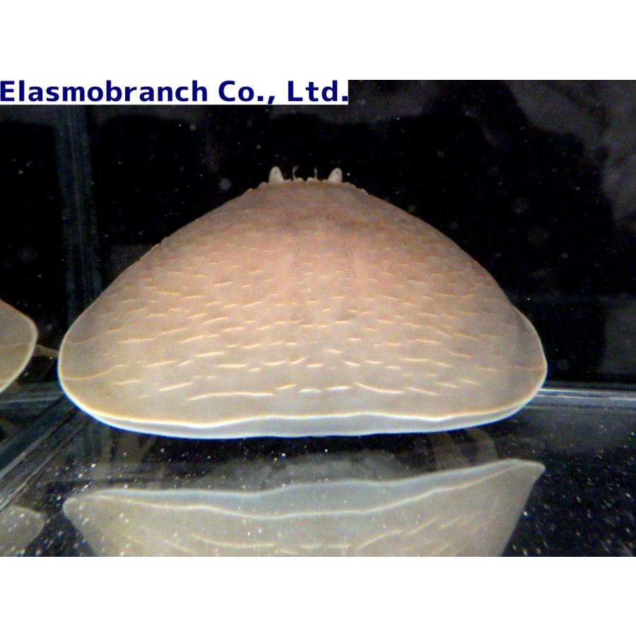 カラッパ科） マルソデカラッパ Calappa calappa （9〜13cm） 1匹