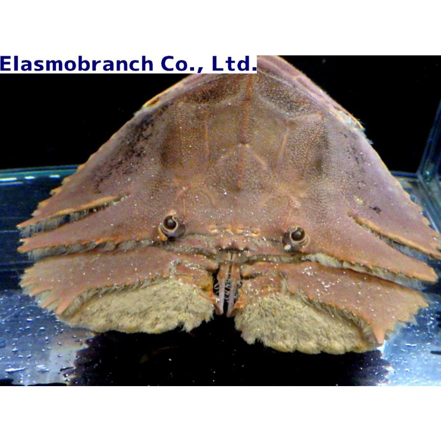 セミエビ科 ウチワエビ Ibacus Ciliatus 10 15cm １匹 Crab 57 アクアハウス魚の道 通販 Yahoo ショッピング