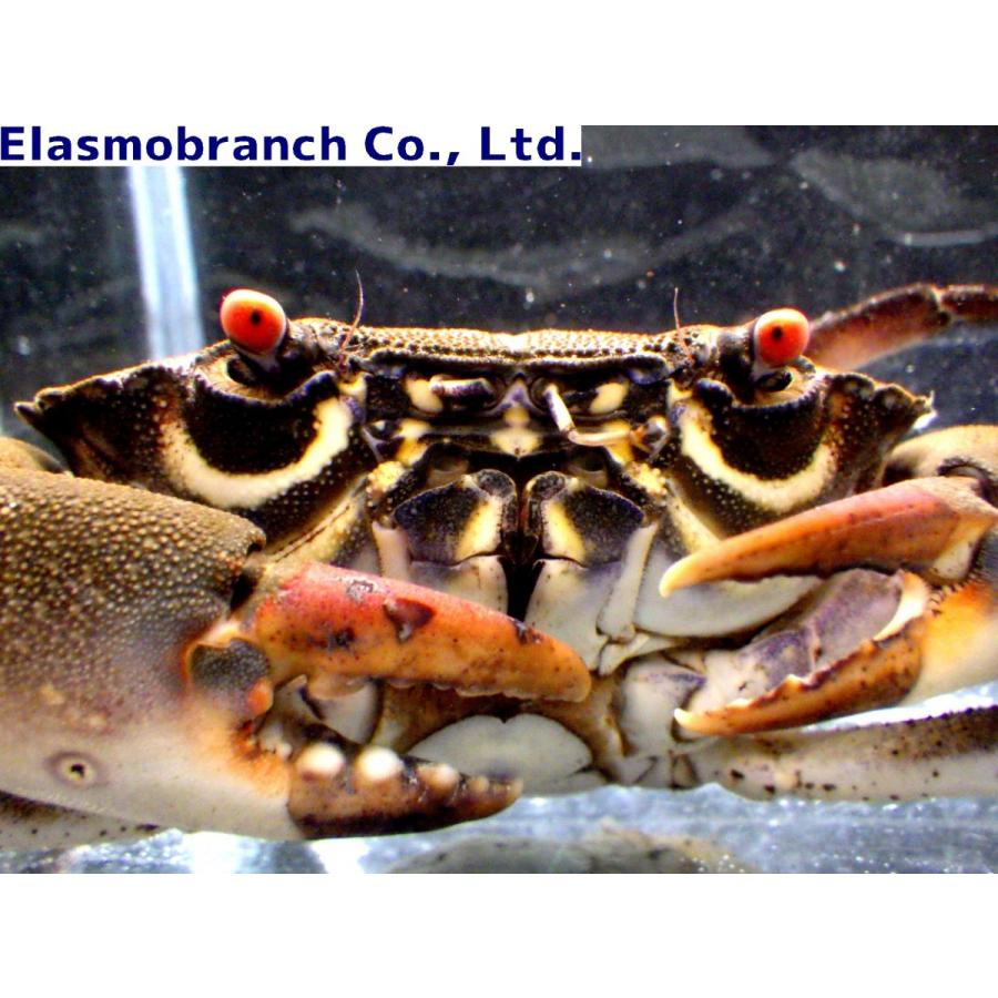 イソオウギガニ科） クマドリオウギガニ Baptozius vinosus （4〜5cm