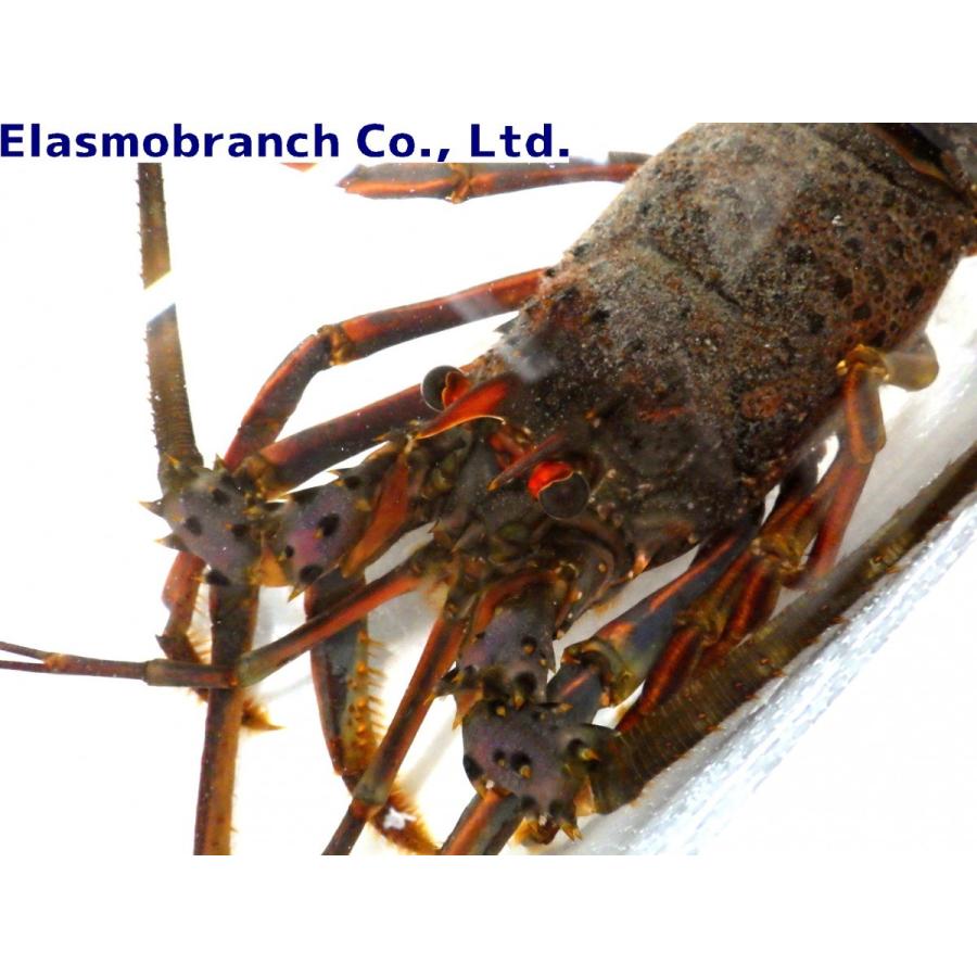 イセエビ科 イセエビ Panulirus Japonicus 15 cm １匹 Crab 59 アクアハウス魚の道 通販 Yahoo ショッピング