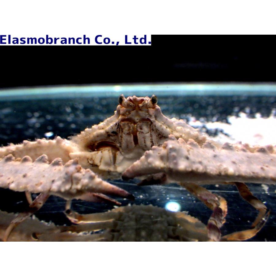 ヒシガニ科） ヒシガニ Platylambrus validus （甲幅2〜3cm） 1匹