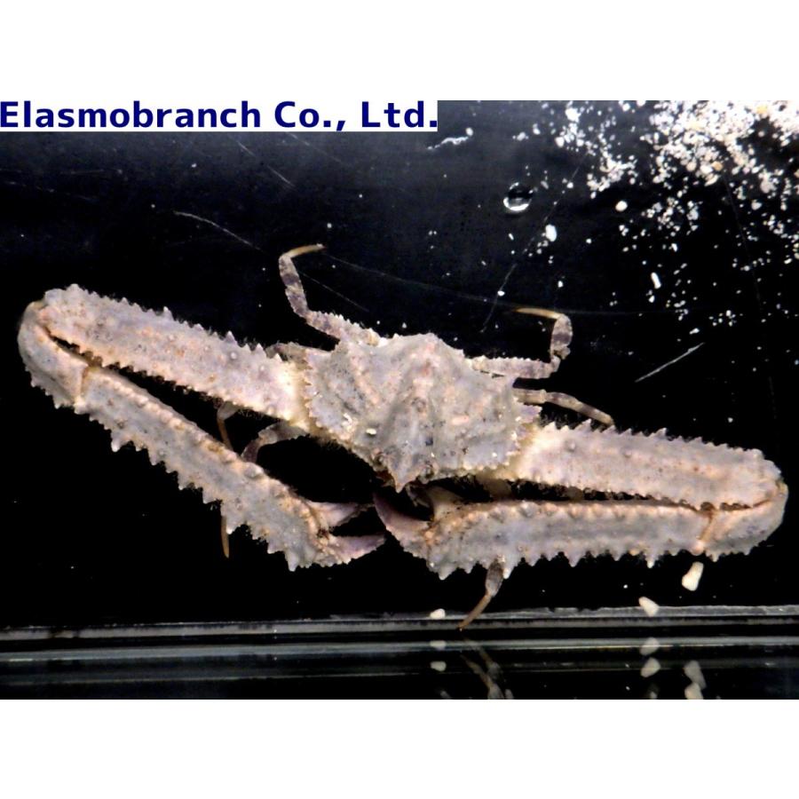 ヒシガニ科） ヒシガニ Platylambrus validus （甲幅2〜3cm） 1匹