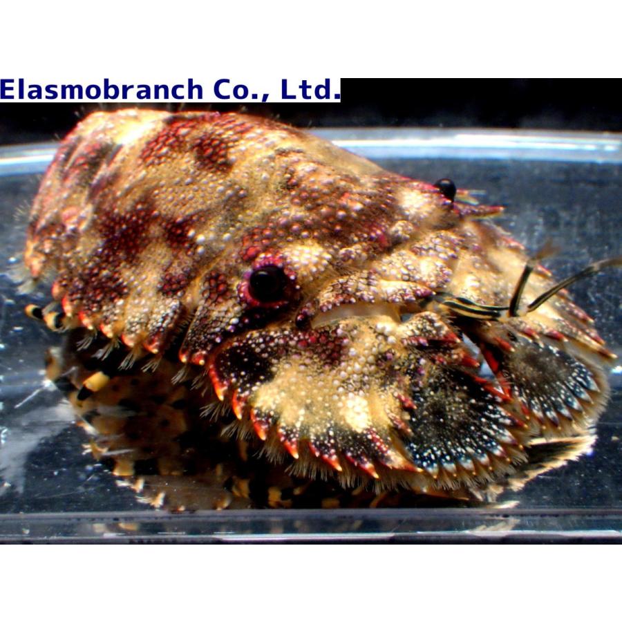 セミエビ科 ゾウリエビ Parribacus Japonicus 10 15cm １匹 Crab 64 アクアハウス魚の道 通販 Yahoo ショッピング