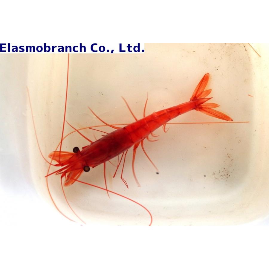 チヒロエビ科） ツノナガチヒロエビ Aristeomorpha foliacea （8〜10cm