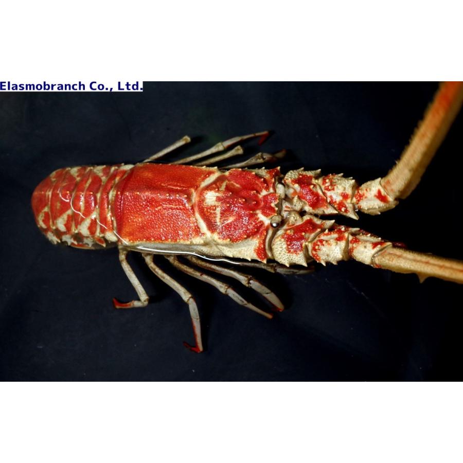 イセエビ科 ハコエビ Linuparus Trigonus 25 30cm １匹 Crab 68 アクアハウス魚の道 通販 Yahoo ショッピング
