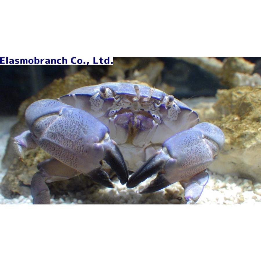 オウギガニ科 スベスベマンジュウガニ Atergatis Floridus 2 4cm １匹 Crab 7 アクアハウス魚の道 通販 Yahoo ショッピング