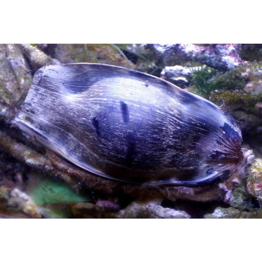トラフザメ科 トラフザメの卵 Stegostoma Fasciatum １個 Eggs 2 アクアハウス魚の道 通販 Yahoo ショッピング