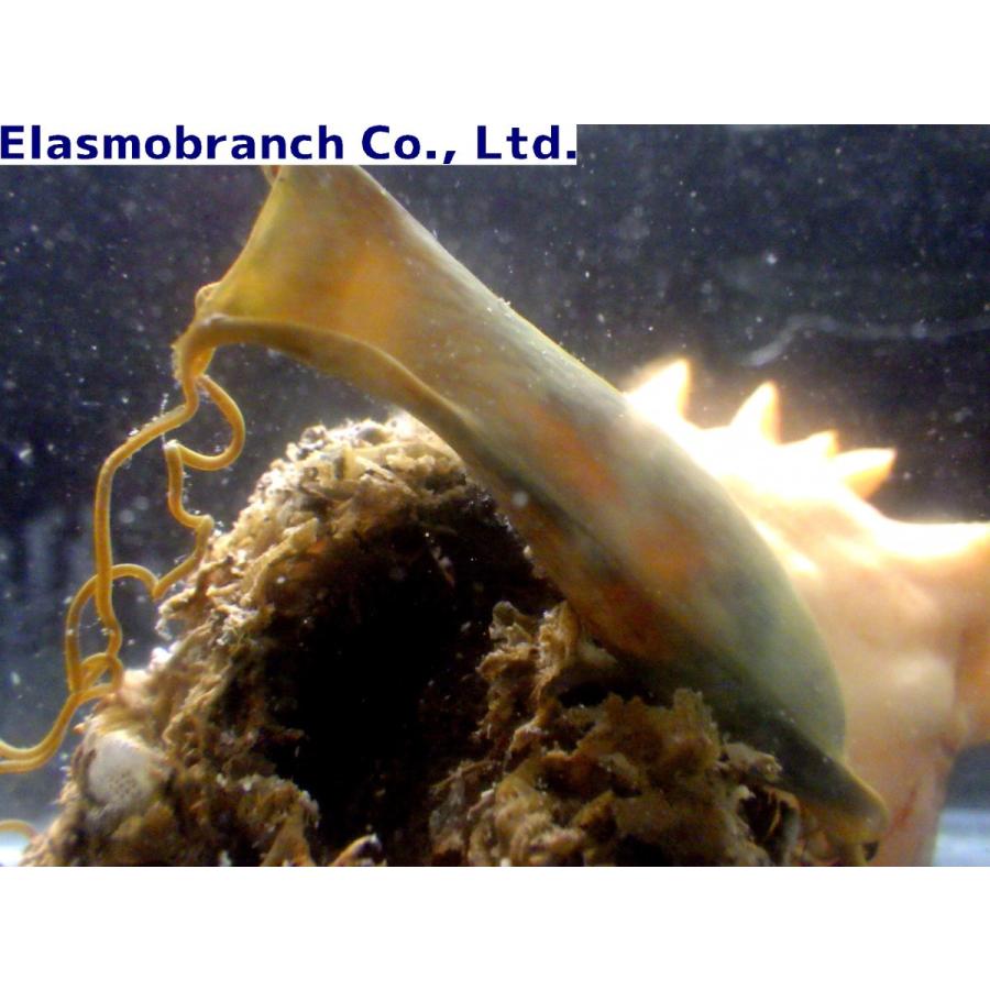 トラザメ科 トラザメの卵 ホヤ付き Scyliorhinus Torazame １個 Eggs 3 アクアハウス魚の道 通販 Yahoo ショッピング
