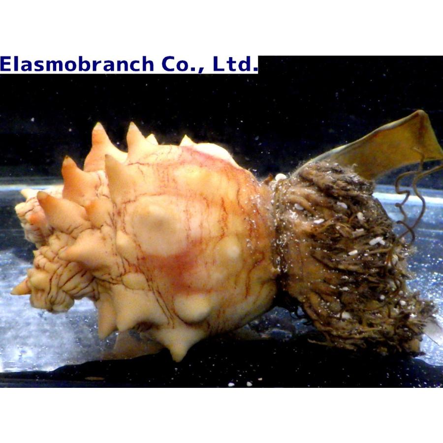 トラザメ科 トラザメの卵 ホヤ付き Scyliorhinus Torazame １個 Eggs 3 アクアハウス魚の道 通販 Yahoo ショッピング
