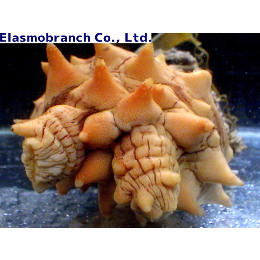 トラザメ科 トラザメの卵 ホヤ付き Scyliorhinus Torazame １個 Eggs 3 アクアハウス魚の道 通販 Yahoo ショッピング