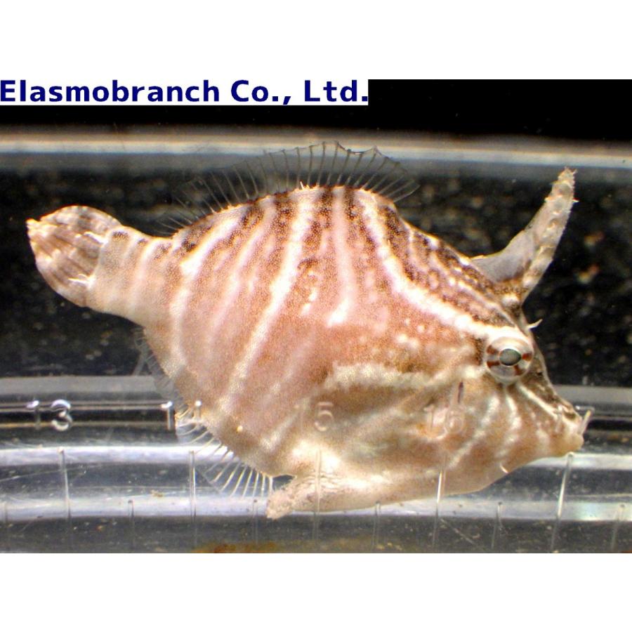カワハギ科 スダレカワハギ Acreichthys Radiatus 4 5cm １匹 Filefish 12 アクアハウス魚の道 通販 Yahoo ショッピング