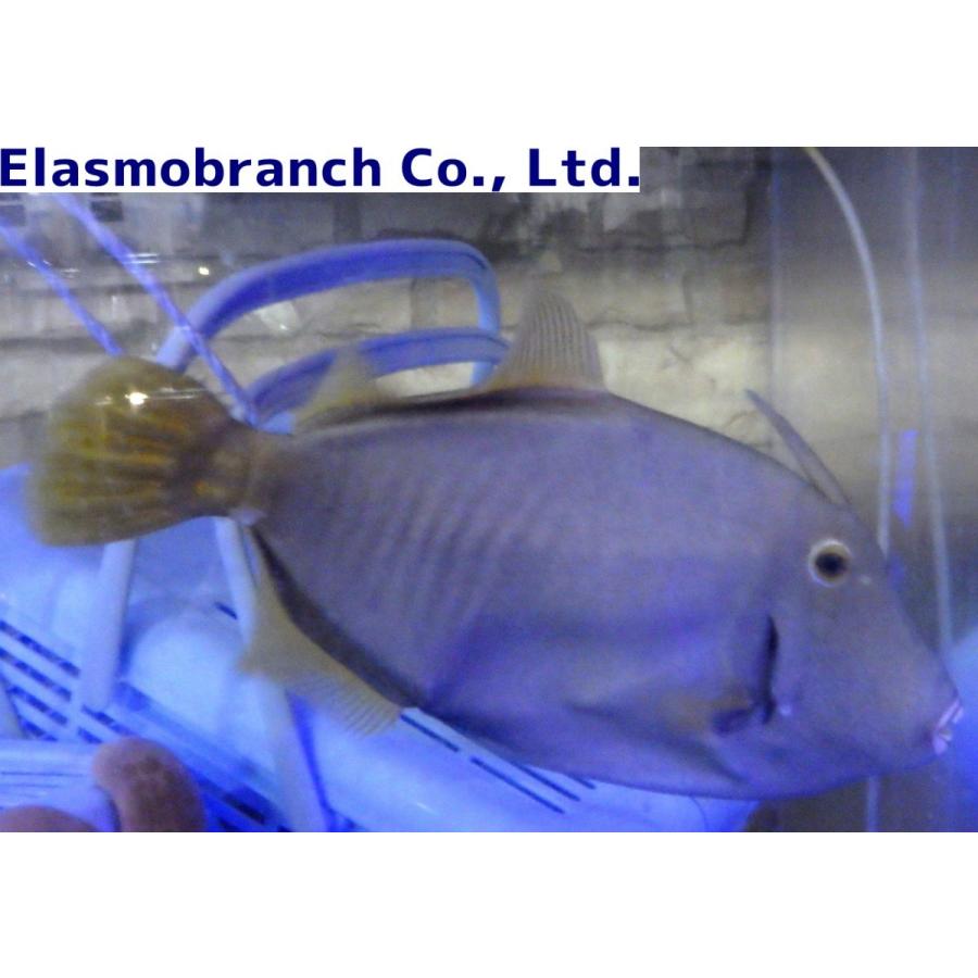 カワハギ科 ハクセイハギ Cantherhines Dumerilii 30 35cm １匹 Filefish 14 アクアハウス魚の道 通販 Yahoo ショッピング