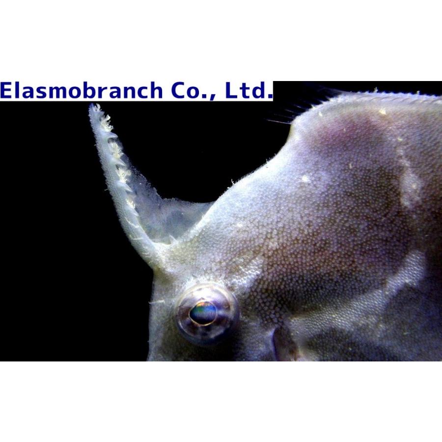 消費税無し イソメ科 オニイソメ Eunice Aphroditois １匹 Chartidis Gr