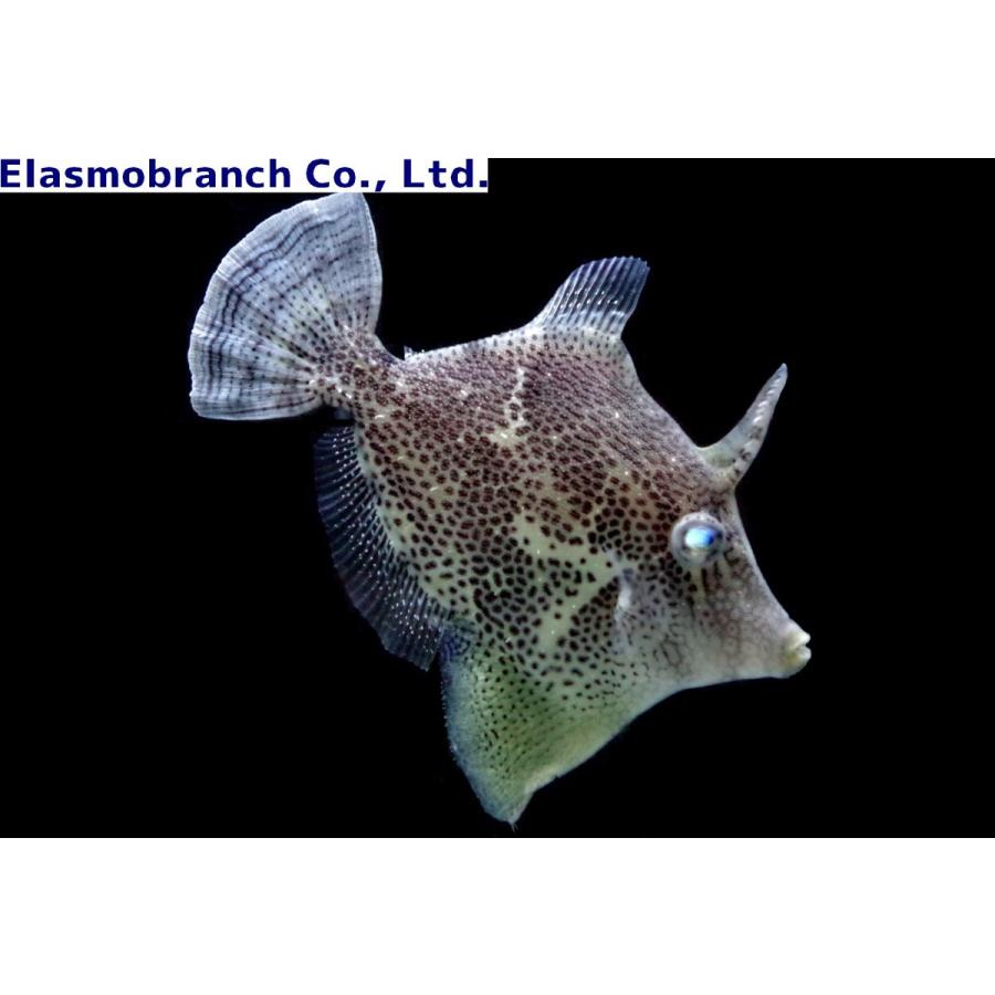 カワハギ科 モロコシハギ Monacanthus Chinensis 6 8cm １匹 Filefish 8 アクアハウス魚の道 通販 Yahoo ショッピング