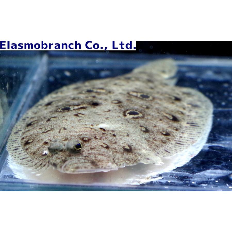 ヒラメ科） タマガンゾウビラメ Pseudorhombus pentophthalmus （8