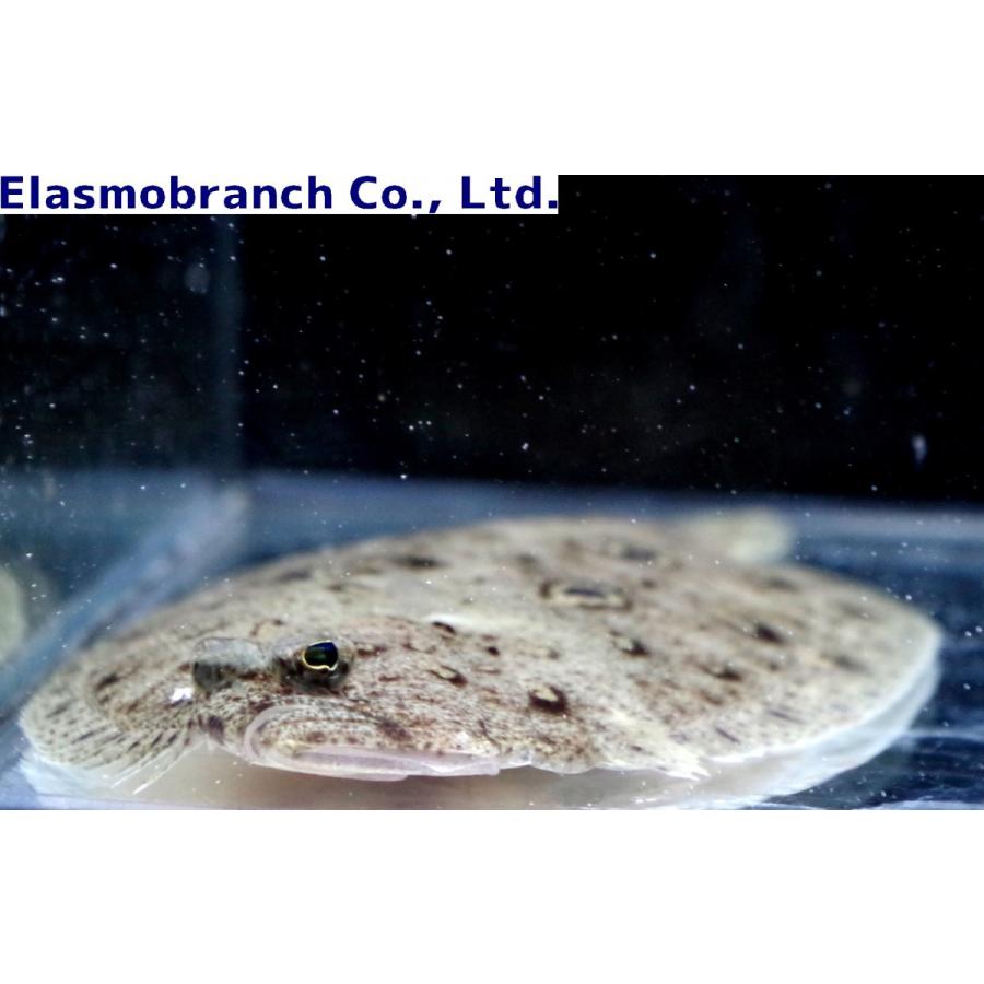 ヒラメ科） タマガンゾウビラメ Pseudorhombus pentophthalmus （8