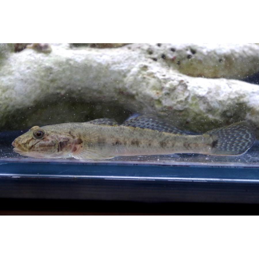 （ハゼ科） マハゼ Acanthogobius flavimanus （5〜7cm） 1匹 : アクアハウス魚の道 - 通販 - Yahoo ...