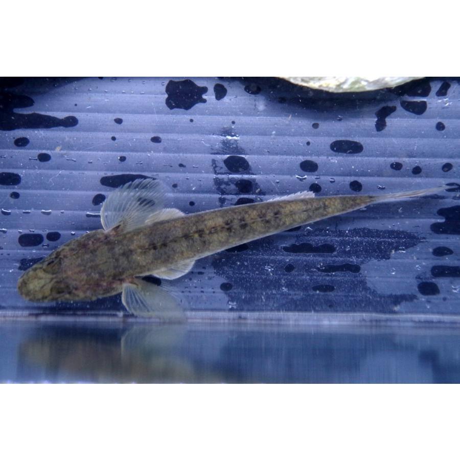 ハゼ科 マハゼ Acanthogobius Flavimanus 8 10cm １匹 Goby 4 アクアハウス魚の道 通販 Yahoo ショッピング