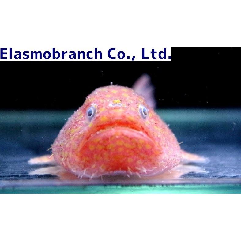 （フサアンコウ科）　ミドリフサアンコウ　Chaunax abei　（23〜25cm）　１匹