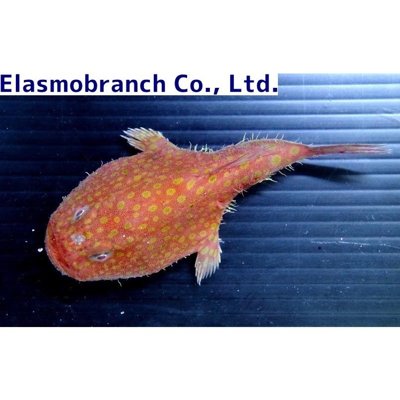 （フサアンコウ科）　ミドリフサアンコウ　Chaunax abei　（23〜25cm）　１匹 