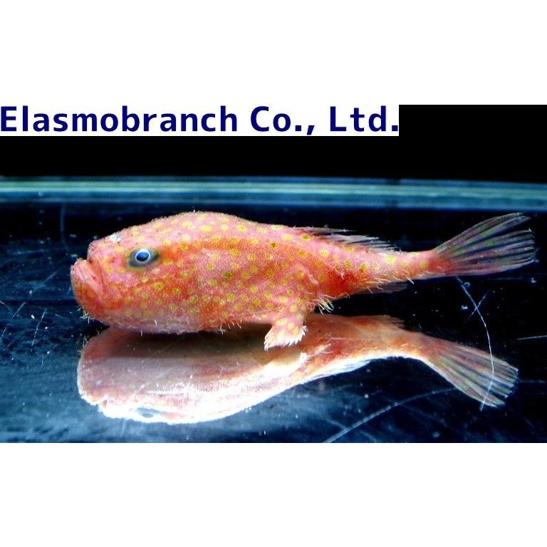 （フサアンコウ科）　ミドリフサアンコウ　Chaunax abei　（23〜25cm）　１匹 