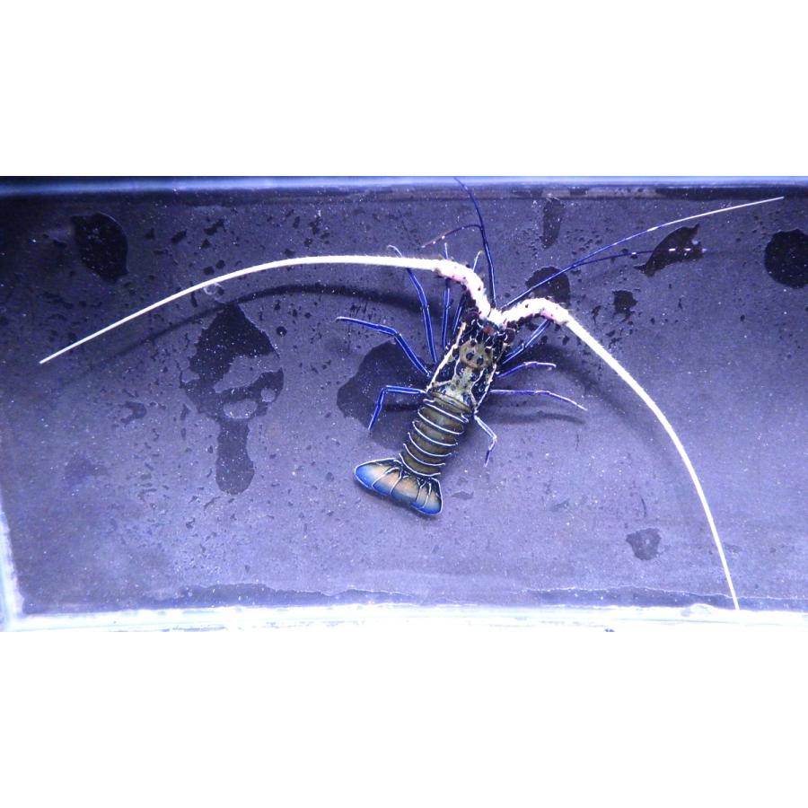 イセエビ科 ゴシキエビ Panulirus Versicolor 4 7cm １匹 Gosikiebni2 アクアハウス魚の道 通販 Yahoo ショッピング