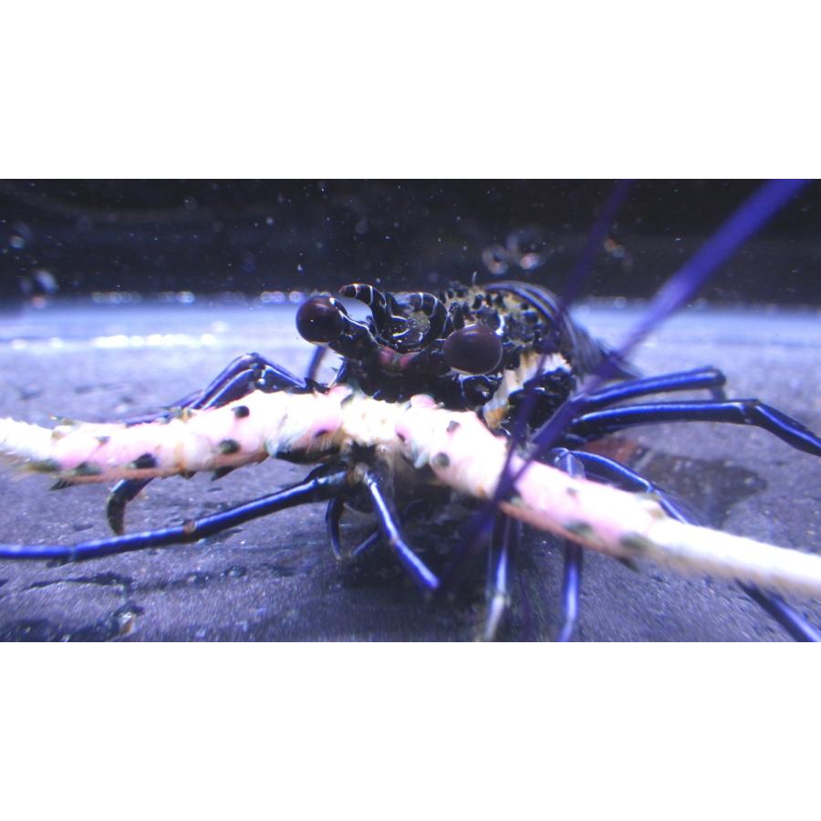 イセエビ科 ゴシキエビ Panulirus Versicolor 4 7cm １匹 Gosikiebni2 アクアハウス魚の道 通販 Yahoo ショッピング