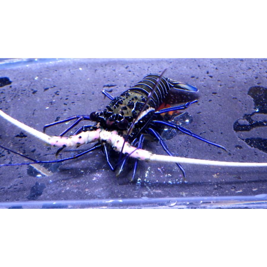 イセエビ科 ゴシキエビ Panulirus Versicolor 4 7cm １匹 Gosikiebni2 アクアハウス魚の道 通販 Yahoo ショッピング