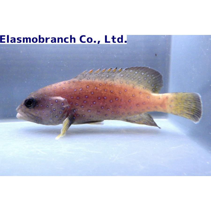 ハタ科 アオノメハタ Cephalopholis Argus 8 10cm １匹 Grouper 10 アクアハウス魚の道 通販 Yahoo ショッピング