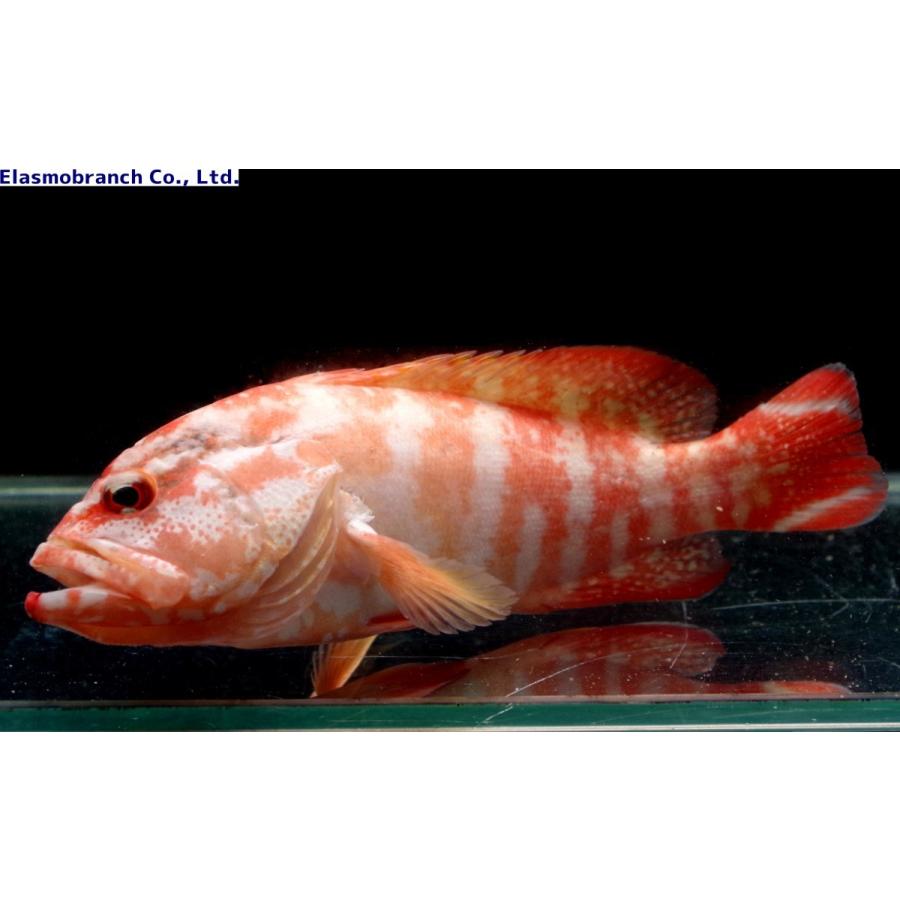 ハタ科 ニジハタ Cephalopholis Urodeta 12 15cm １匹 Grouper 12 アクアハウス魚の道 通販 Yahoo ショッピング