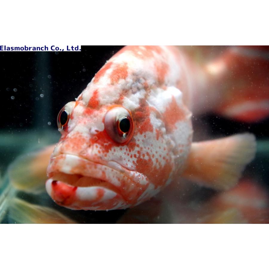 ハタ科 ニジハタ Cephalopholis Urodeta 12 15cm １匹 Grouper 12 アクアハウス魚の道 通販 Yahoo ショッピング