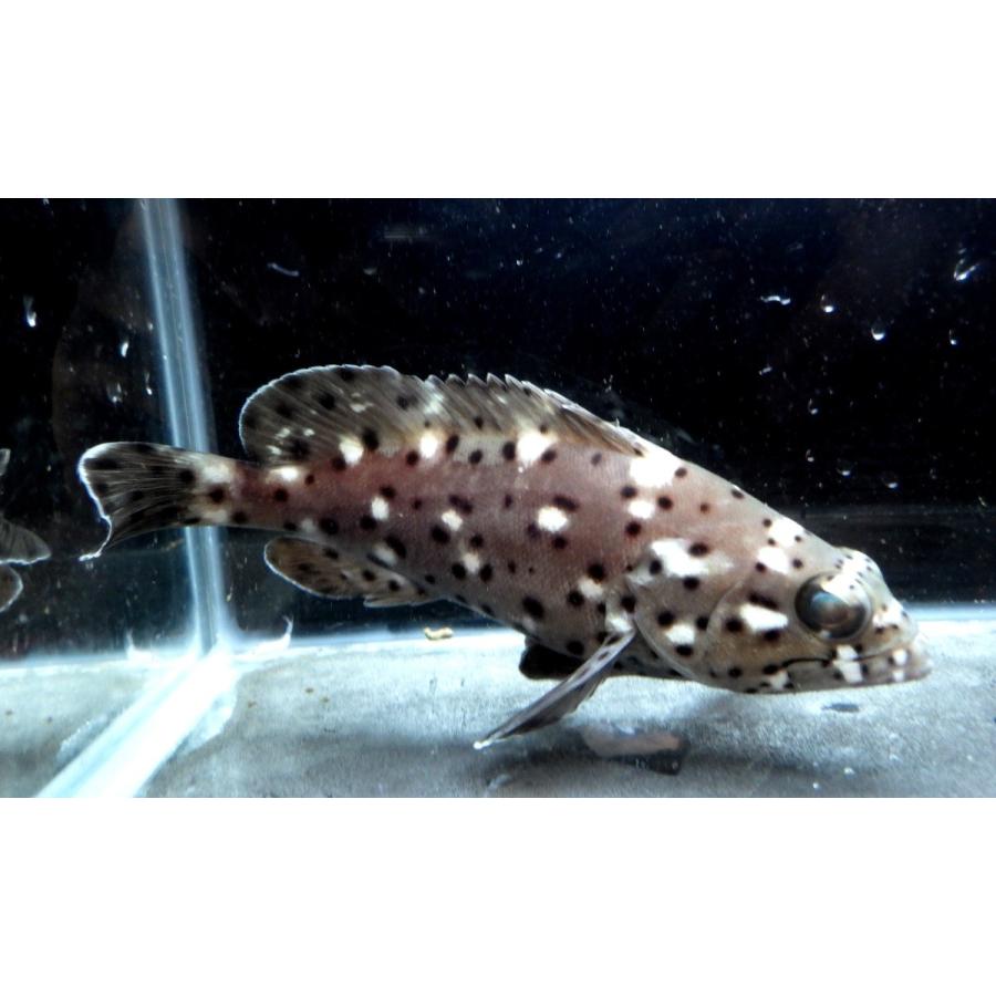 ハタ科 ハクテンハタ Epinephelus Coeruleopunctatus 15 cm １匹 Grouper 14 アクアハウス魚の道 通販 Yahoo ショッピング
