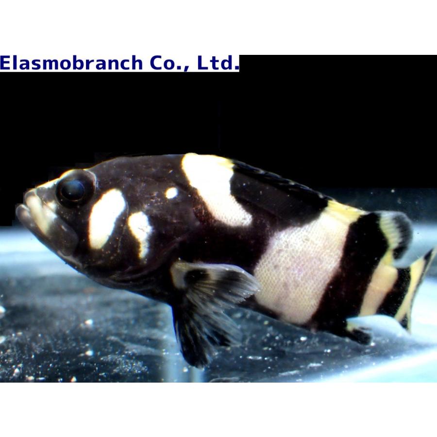 ハタ科 タマカイ ジャイアントグルーパー Epinephelus Lanceolatus 4 6cm １匹 Grouper 16 アクアハウス魚の道 通販 Yahoo ショッピング