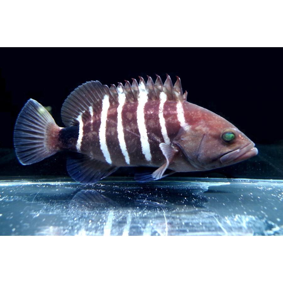 ハタ科 マハタ Epinephelus Septemfasciatus 15 cm １匹 Grouper 3 アクアハウス魚の道 通販 Yahoo ショッピング