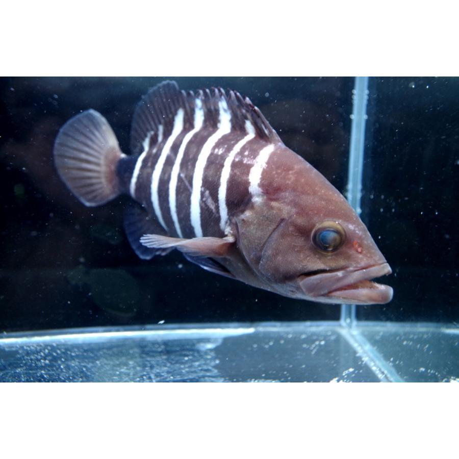 （ハタ科）　マハタ　Epinephelus septemfasciatus　（15〜20cm）　１匹｜uonomichi｜02