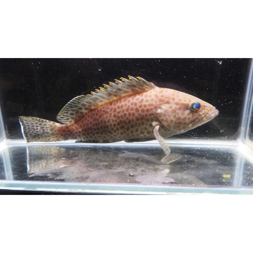 ハタ科） オオモンハタ Epinephelus areolatus （20〜25m） 1匹