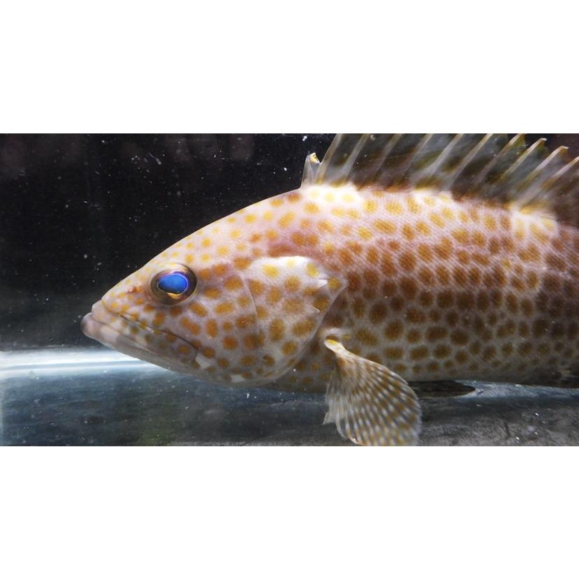 ハタ科） オオモンハタ Epinephelus areolatus （20〜25m） 1匹