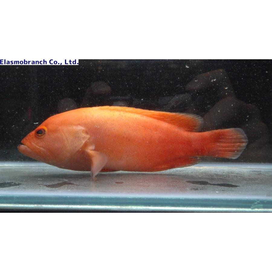 ハタ科 アザハタ Cephalopholis Sonnerati 11 13cm １匹 Grouper 7 アクアハウス魚の道 通販 Yahoo ショッピング
