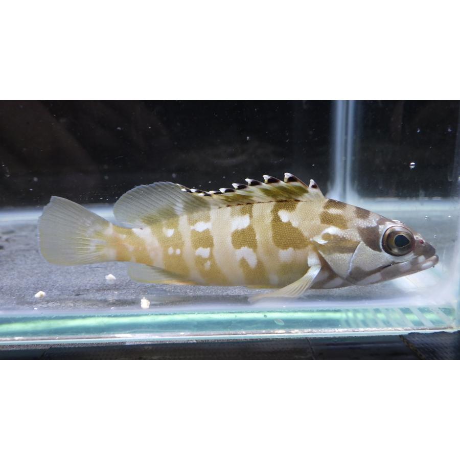 ハタ科 アカハタ Epinephelus Fasciatus 8 10cm １匹 Grouper 8 アクアハウス魚の道 通販 Yahoo ショッピング