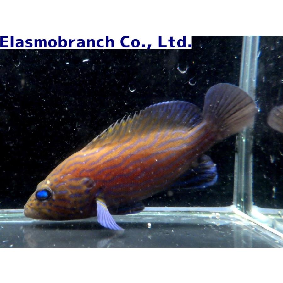 ハタ科 アオスジハタ Cephalopholis Formosa 9 12cm １匹 Grouper 9 アクアハウス魚の道 通販 Yahoo ショッピング