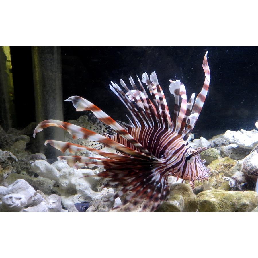 （フサカサゴ科） ハナミノカサゴ Pterois volitans （15〜20cm） 1匹 : アクアハウス魚の道 - 通販 - Yahoo ...