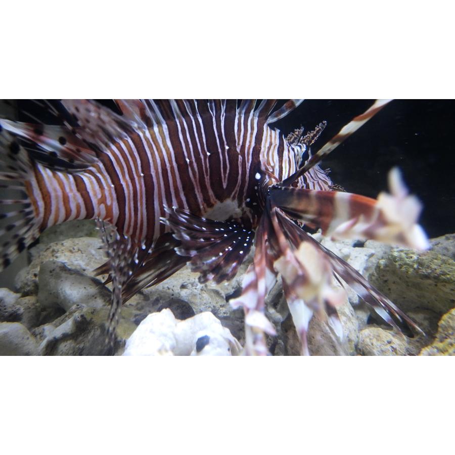 （フサカサゴ科） ハナミノカサゴ Pterois volitans （15〜20cm） 1匹 : アクアハウス魚の道 - 通販 - Yahoo ...