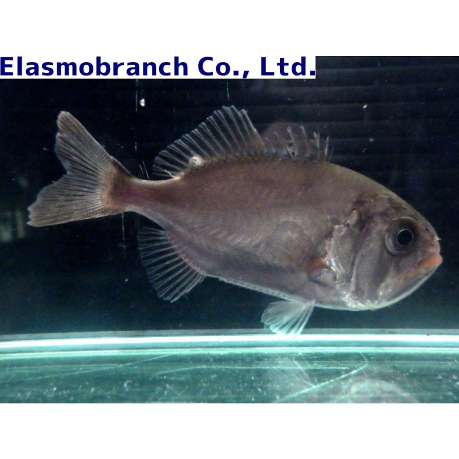 （ヒウチダイ科）　ハシキンメ　Gephyroberyx japonicus　（10〜15cm）　１匹