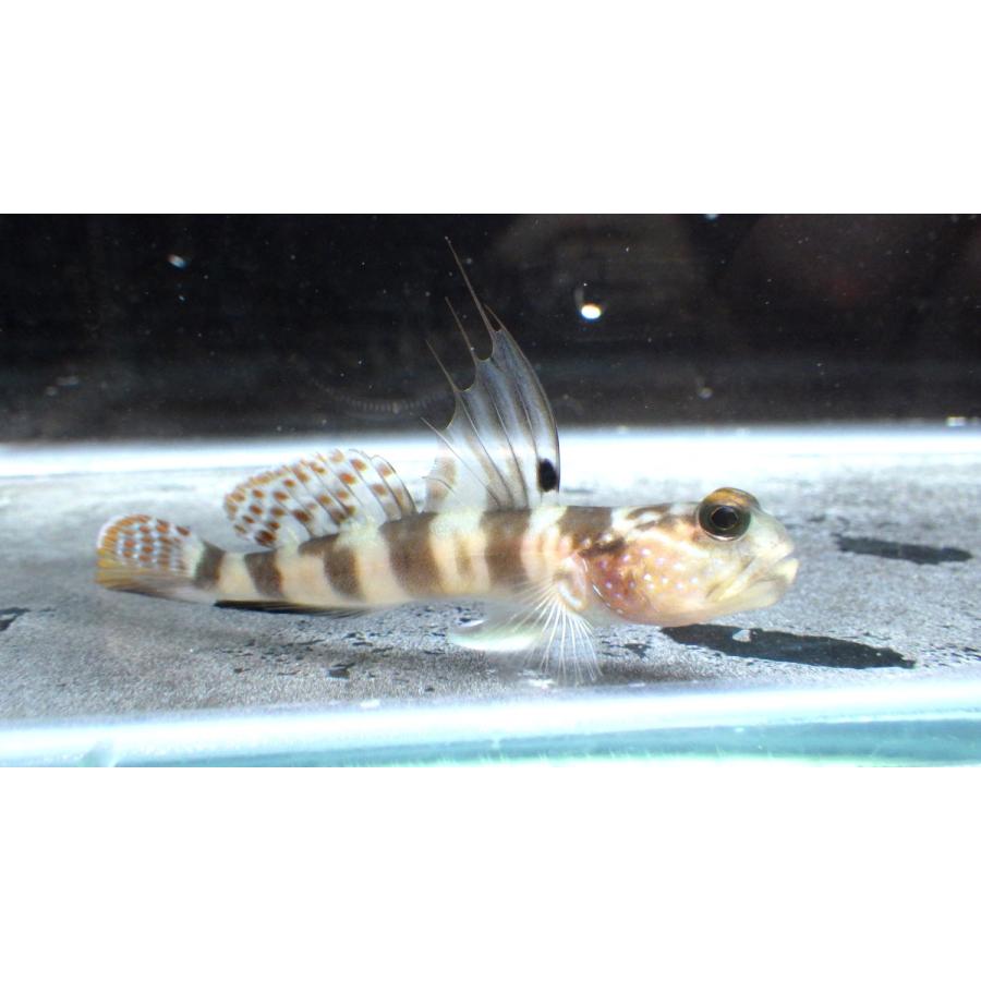 ハゼ科 イトヒキハゼ Myersina Filifer 4 7cm １匹 Haze9 アクアハウス魚の道 通販 Yahoo ショッピング