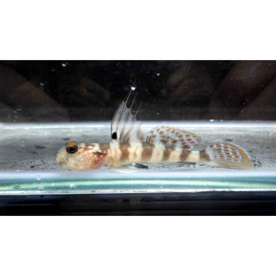 ハゼ科 イトヒキハゼ Myersina Filifer 4 7cm １匹 Haze9 アクアハウス魚の道 通販 Yahoo ショッピング