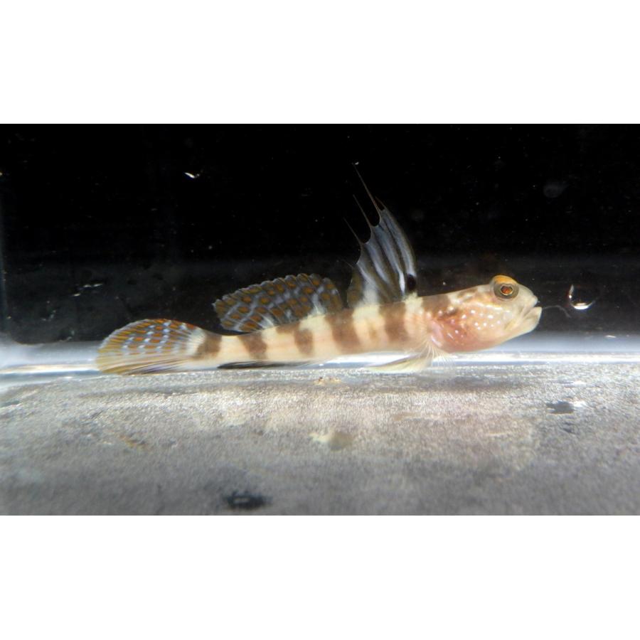 ハゼ科 イトヒキハゼ Myersina Filifer 4 7cm １匹 Haze9 アクアハウス魚の道 通販 Yahoo ショッピング