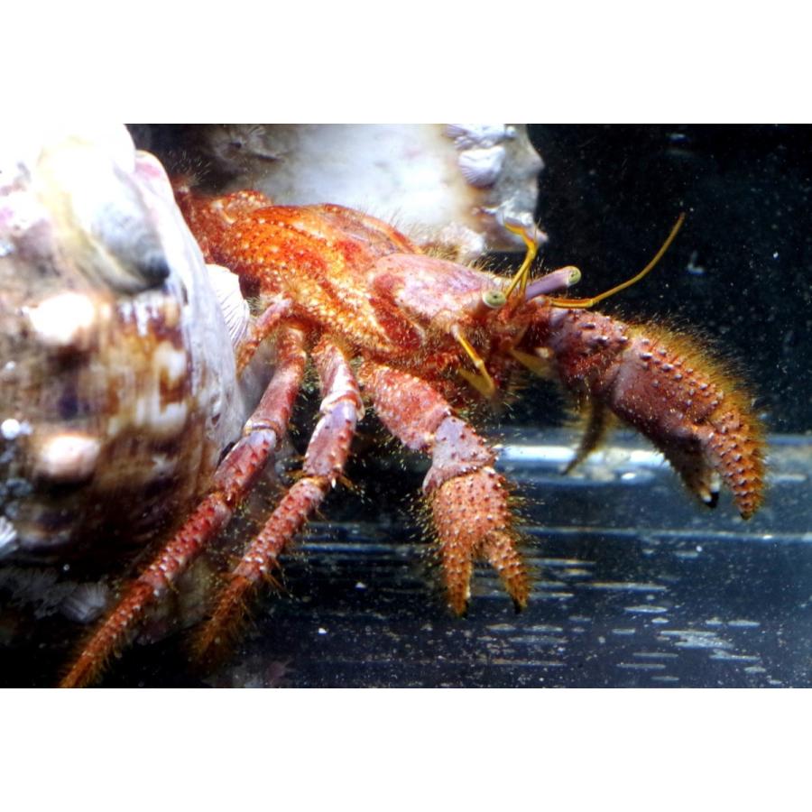 ヤドカリ科 イシダタミヤドカリ Dardanus Crassimanus 25cm １匹 Hermitcrab 1 アクアハウス魚の道 通販 Yahoo ショッピング