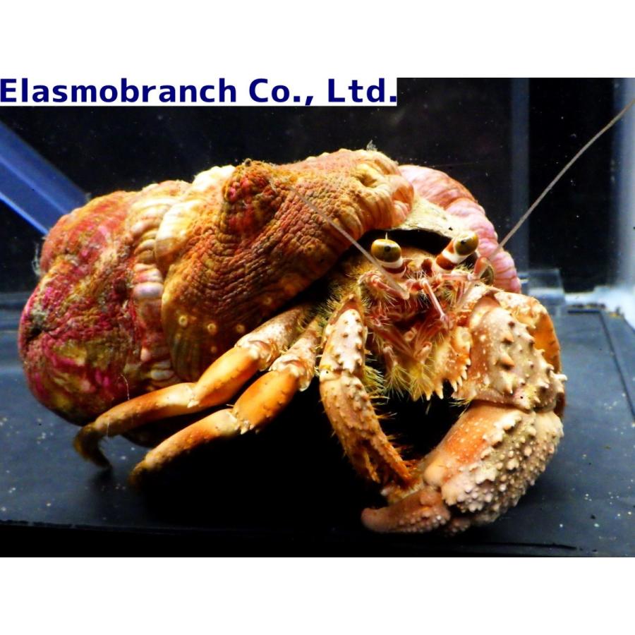 生物細密画（水彩）「ヨコスジヤドカリとヤドカリイソギンチャク」 水彩画 生物細密画「ヨコスジヤドカリとヤドカリイソギンチャク